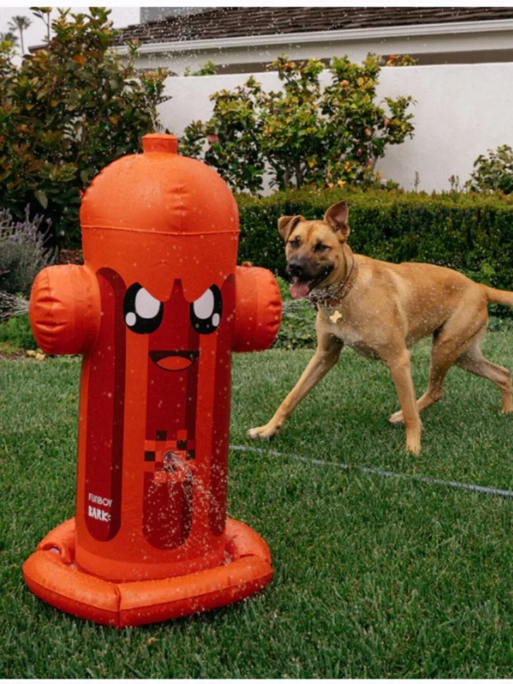 Funboy x Bark 